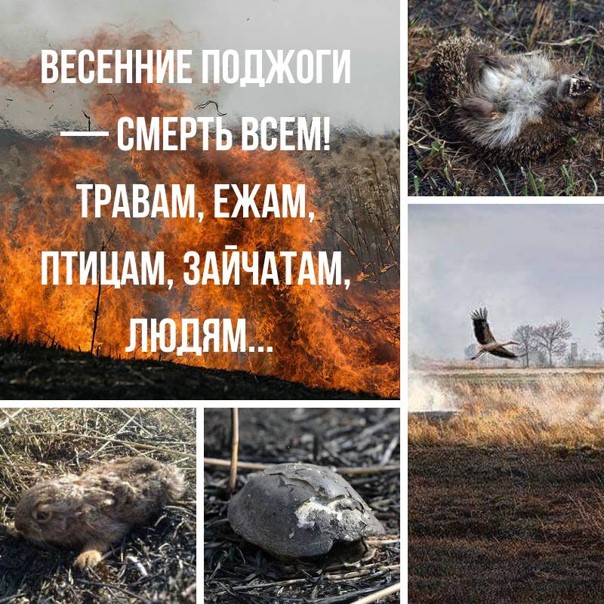 Пал сухой травы - убивает!.